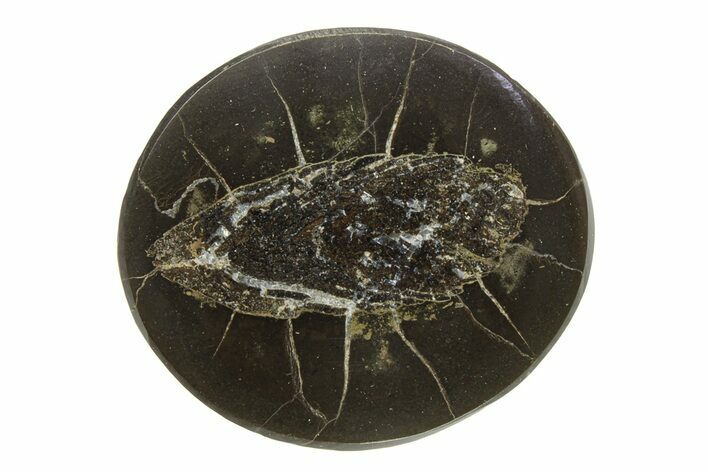 Polished Fish Coprolite (Fossil Poo) Nodule Half - Scotland #282338